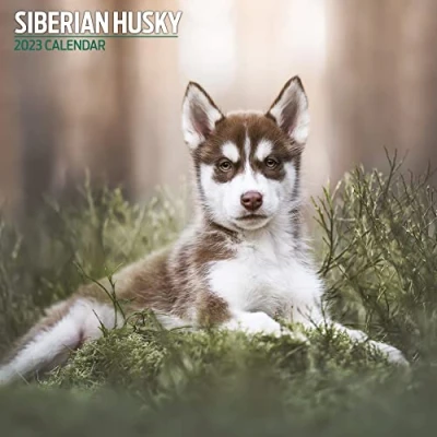 Abbildung von Sibirischer Husky 2023 Traditioneller Kalender