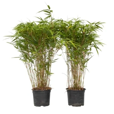 Abbildung von Plant in a Box Fargesia nitida &#039;Gansu&#039; 2er Set dunkelvioletter Bambus Topf 17cm Höhe 50 70cm nicht invasiv Winterhart Immergrün