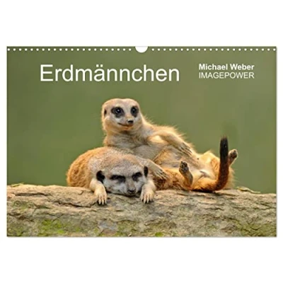 Abbildung von Erdmännchen Tierkinder (Wandkalender 2025 DIN A3 quer), CALVENDO Monatskalender
