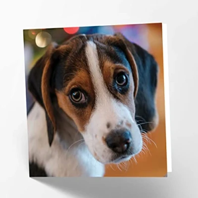 Abbildung von Maturi Blanko Glückwunschkarte mit Beagle Bild