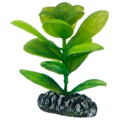Abbildung von Dohse Saururus, 7 cm