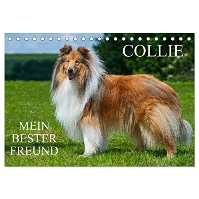 Abbildung von Collie Mein bester Freund (Tischkalender 2025 DIN A5 quer), CALVENDO Monatskalender