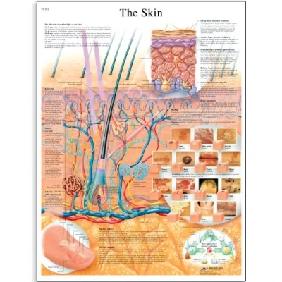 Abbildung von 3B Scientific Plakat „Die Haut“, VR1283UU (evtl. nicht in deutscher Sprache), Bunt
