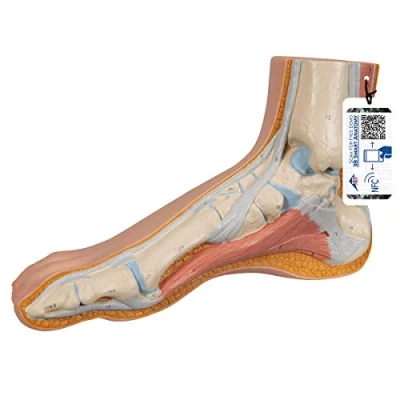 Abbildung von 3B Scientific M30 Modell eines normalen Fußes + kostenlose Anatomie App Smart Anatomy