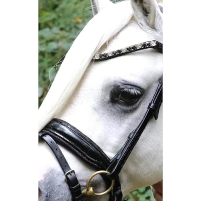Abbildung von HB Showtime Hoofdstel Special A ponyVerkauft von HypoStore