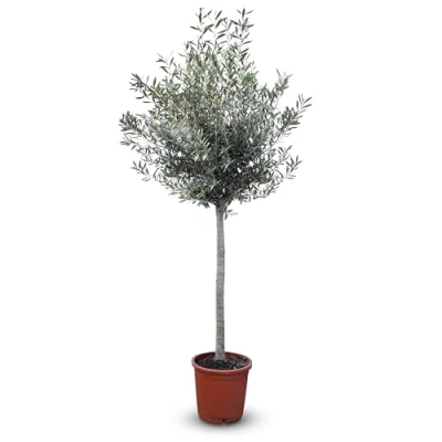 Abbildung von Mediterranea Olivenbaum Olea Europaea 160 cm Frosthart bis 18C mit Mediterranem Flair für Garten &amp; Terrasse