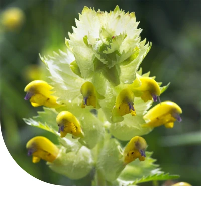 Abbildung von Blumensamen Kleiner Klappertopf Rhinanthus minor 10 Gramm ±3.300 Samen MRS Seeds &amp; Mixtures
