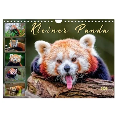 Abbildung von Kleiner Panda (Wandkalender 2025 DIN A4 quer), CALVENDO Monatskalender