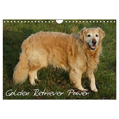 Abbildung von Golden Retriever Power (Wandkalender 2025 DIN A4 quer), CALVENDO Monatskalender