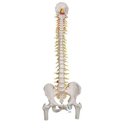 Abbildung von 3B Scientific Menschliche Anatomie Flexibles Luxus Wirbelsäulenmodell mit Oberschenkelstümpfen + kostenlose App Smart Anatomy