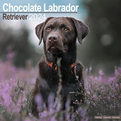 Abbildung von Chocolate Labrador Retriever Brauner 2024 16 Monatskalender: Original Avonside Kalender [Mehrsprachig] [Kalender] (Wall Kalender)