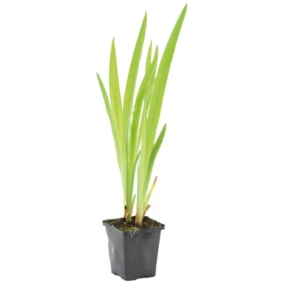 Abbildung von Bloomique Iris Versicolor Amerikanische Sumpf Schwertlilie Teichpflanzen Winterhart Wasserpflanzen Zone 1 2 Höhe 15 25 cm Topf 9