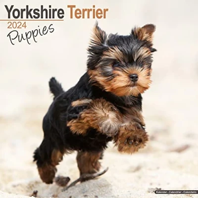 Abbildung von Yorkshire Terrier Puppies Welpen 2024 16 Monatskalender: Original Avonside Kalender [Mehrsprachig] [Kalender] (Wall Kalender)