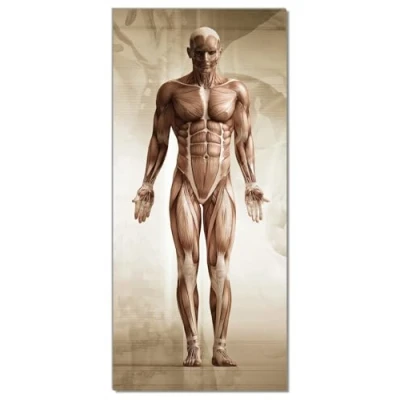 Abbildung von Wallario Selbstklebende Türtapete Anatomie Mensch II Türposter 93 x 205 cm Abwischbar, rückstandsfrei zu entfernen