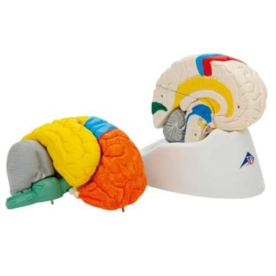 Abbildung von 3B Scientific Menschliche Anatomie Hirnfunktionen Modell, 8 teilig + kostenlose App Smart Anatomy