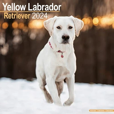 Abbildung von Yellow Labrador Retriever Gelber 2024 16 Monatskalender: Original Avonside Kalender [Mehrsprachig] [Kalender] (Wall Kalender)