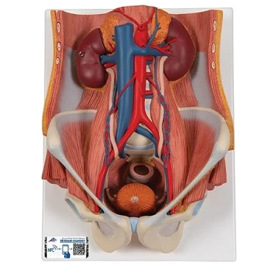 Abbildung von 3B Scientific Menschliche Anatomie Harnapparat, zweigeschlechtig, 6 teilig + kostenlose App Smart Anatomy