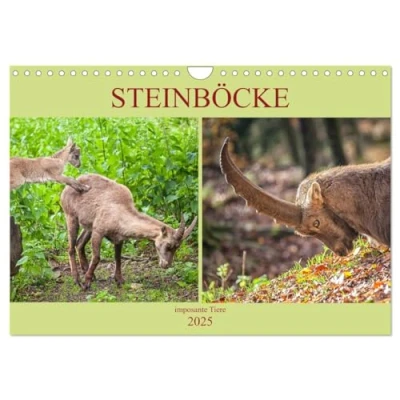 Abbildung von Steinböcke imposante Tiere (Wandkalender 2025 DIN A4 quer), CALVENDO Monatskalender