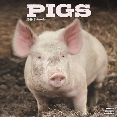 Abbildung von Pigs Schweine 2025 16 Monatskalender: Original Avonside Kalender [Mehrsprachig] [Kalender] (Wall Kalender)
