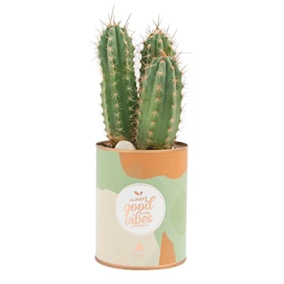 Abbildung von Pot of tin with cactus Always good vibes