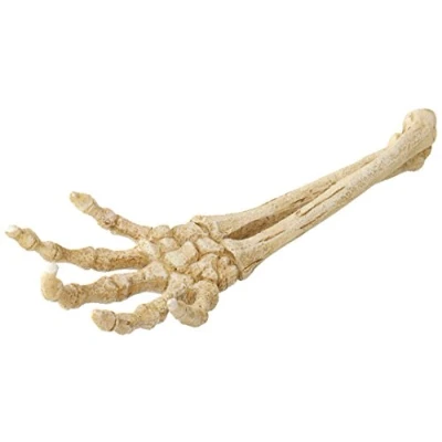 Abbildung von Aqua Della Skelett Hand Aquarium Ornament 26.8x9.4x4.5 cm...