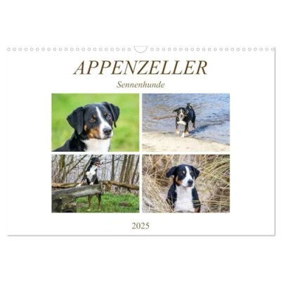 Abbildung von Appenzeller Sennenhunde (Wandkalender 2025 DIN A3 quer), CALVENDO Monatskalender