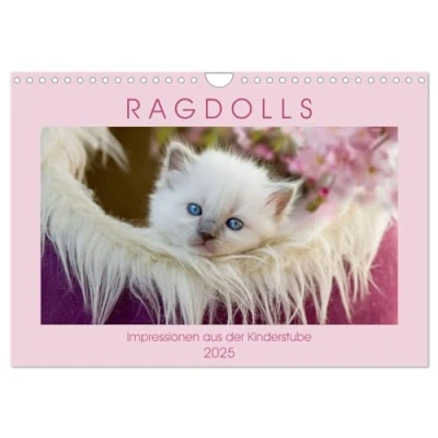 Abbildung von RAGDOLLS Impressionen aus der Kinderstube (Wandkalender 2025 DIN A4 quer), CALVENDO Monatskalender
