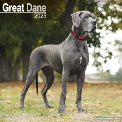 Abbildung von Great Dane Dänische Dogge 2025 16 Monatskalender: Original Avonside Kalender [Mehrsprachig] [Kalender] (Wall Kalender)