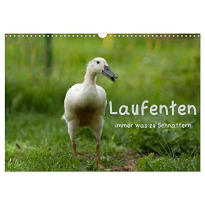 Abbildung von Laufenten immer was zu Schnattern (Wandkalender 2025 DIN A3 quer), CALVENDO Monatskalender