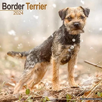 Abbildung von Border Terrier 2024 16 Monatskalender: Original Avonside Kalender [Mehrsprachig] [Kalender] (Wall Kalender)