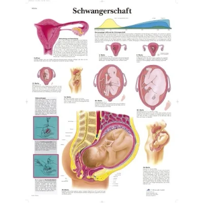 Abbildung von 3B Scientific Lehrtafel laminiert Schwangerschaft