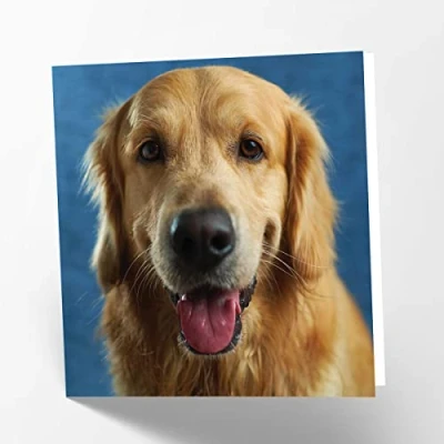 Abbildung von Maturi Blanko Grußkarte mit goldenem Labrador Hund