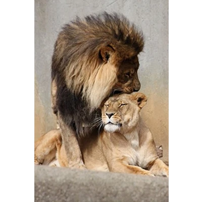 Abbildung von 1art1 Raubkatzen Poster Löwen, Schmusekatzen Bilder Leinwand Bild Auf Keilrahmen XXL Wandbild Kunstdruck Als Leinwandbild 120x80 cm