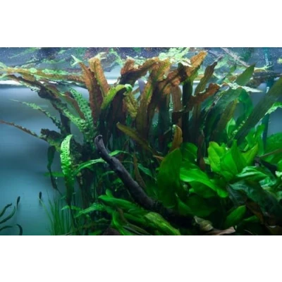 Abbildung von AquaOne Aquarium Pflanze Cryptocoryne usteriana I Mittelgrund Wasserpflanze Aquariumpflanze Rosette voll durchwurzelt einfach Aquascaping Dekoration