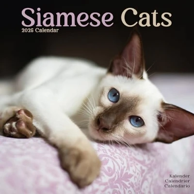 Abbildung von Siamese Cats Siam Katzen 2025 16 Monatskalender: Original Avonside Kalender [Mehrsprachig] [Kalender] (Wall Kalender)