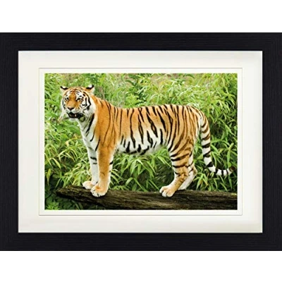 Abbildung von 1art1 Raubkatzen Poster Wilder Sibirischer Tiger Gerahmtes Bild Mit Edlem Passepartout Wand Bilder Im Bilderrahmen 40x30 cm