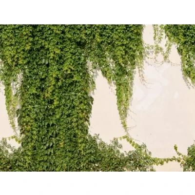 Abbildung von living walls Fototapete &quot;Fototapete Efeu&quot;, matt