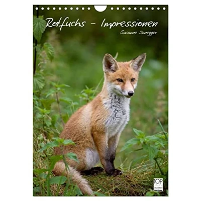 Abbildung von Rotfuchs Impressionen (Wandkalender 2025 DIN A4 hoch), CALVENDO Monatskalender