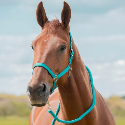 Abbildung von Horka Halfter Set Blau/Grün Pony