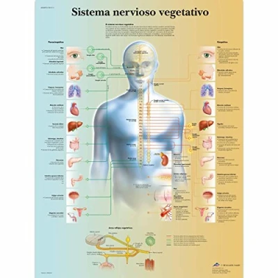 Abbildung von 3B Scientific Papier bedruckt, Nervensystem Syndrom, 1