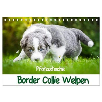 Abbildung von Pfotastische Border Collie Welpen (Tischkalender 2025 DIN A5 quer), CALVENDO Monatskalender