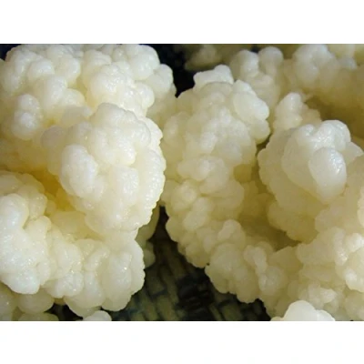 Abbildung von Kombuchaorganic 10 g Bio Lebendemilch Kefirkörner, Tibetische Pilze Grzybek Starter