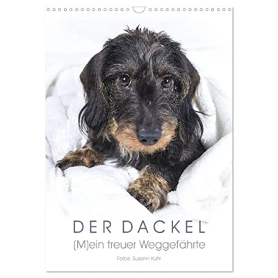 Abbildung von Der Dackel (Wandkalender 2025 DIN A3 hoch), CALVENDO Monatskalender