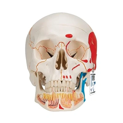 Abbildung von 3B Scientific Menschliche Anatomie A22/1 Klassik Schädelmodell mit eröffnetem Unterkiefer magnetischen Verbindungen, bemalt, 3 teilig + kostenlose App Smart Anatomy