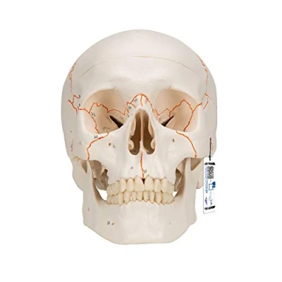 Abbildung von 3B Scientific Menschliche Anatomie A21 Klassik Schädel, 3 teilig + kostenlose App Smart Anatomy