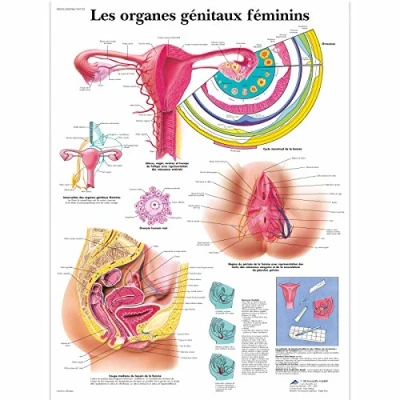 Abbildung von 3B Scientific Board, 1