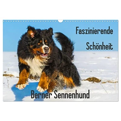 Abbildung von Faszinierende Schönheit Berner Sennenhund (Wandkalender 2025 DIN A3 quer), CALVENDO Monatskalender