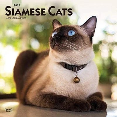 Abbildung von Siamese Cats Siam Katzen 2021 16 Monatskalender: Original BrownTrout Kalender [Mehrsprachig] [Kalender] (Wall Kalender)