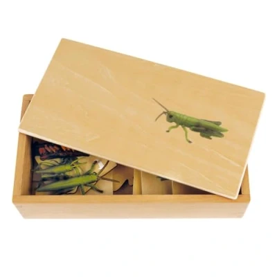 Abbildung von TimeTEX Lebenszyklus einer Heuschrecke In Holzbox &quot;Montessori Premium&quot; Zur Veranschaulichung des Entwicklungsprozesses Maße der Holzbox: 23,1x12,1x5,6 cm