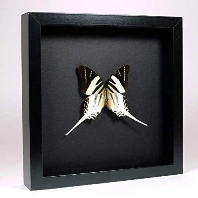 Abbildung von De Museumwinkel.com Graphium androcles Der riesige Schwertschwanz Echter präparierter Schmetterling montiert unter Glas in handgefertigten eleganten schwarzen Holzrahmen